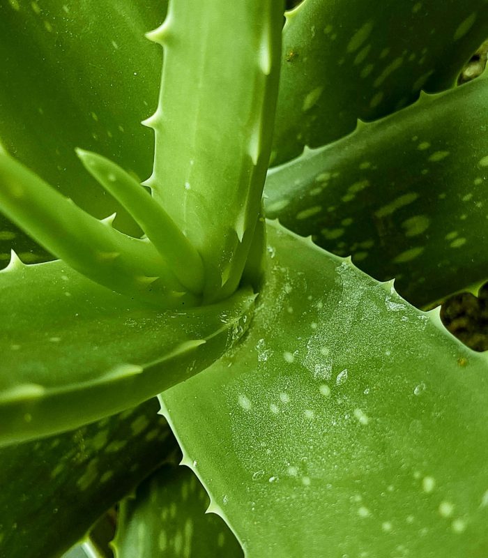 Aloe Vera