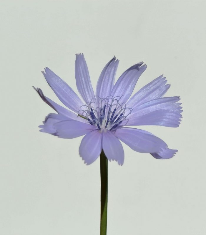 Cichorium Intybus