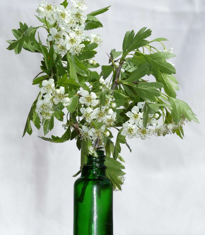 Crataegus monogynal flower extract