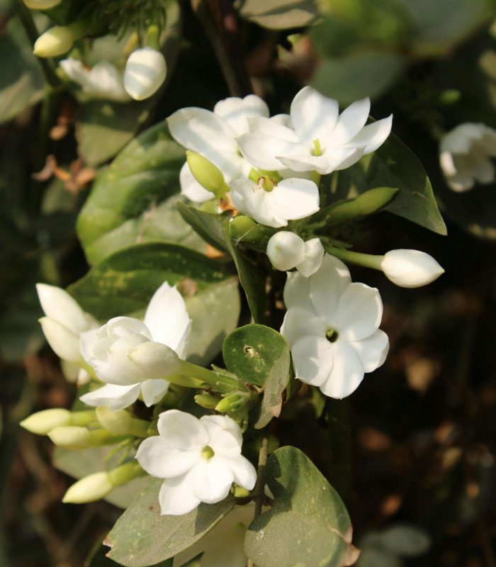 Jasminum Sambac flower extract