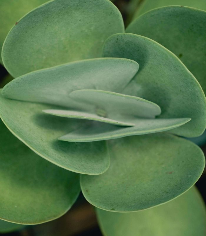 NECTARIA LITHOPS
